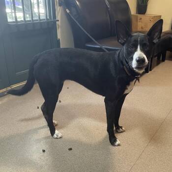 Gene -  Shepherd Dog for Adoption in Pasadena, California - Gene | PetCurious