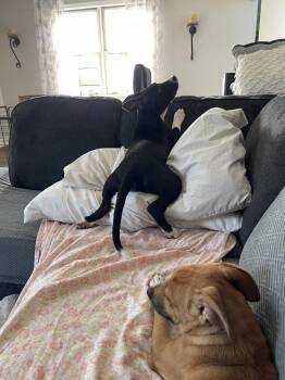 Rowdi -  American Staffordshire Terrier Dog for Adoption in Pottstown, Pennsylvania - Rowdi | PetCurious