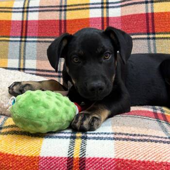 Mars -  Pit Bull Terrier Dog for Adoption in Goleta, California - Mars | PetCurious