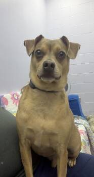 94678a Steven -  Chihuahua and Mixed Breed Dog for Adoption in North Charleston, South Carolina - 94678a Steven | PetCurious