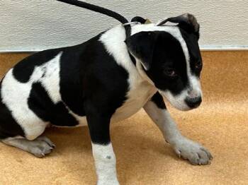 Pit Bull Terrier Dogs Available for Adoption in Martinez, California - KAYLA | PetCurious
