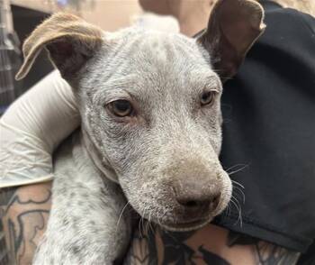 Mixed Breed Dogs Available for Adoption in Santa Fe, New Mexico - HOMER | PetCurious