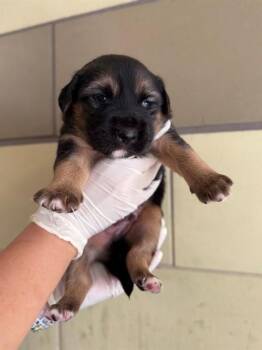 FLIN -  Pit Bull Terrier and German Shepherd Dog Dog for Adoption in Riverside, California - FLIN | PetCurious