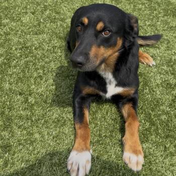 Wyatt Earp -  Rottweiler and Mixed Breed Dog for Adoption in Idaho Falls, Idaho - Wyatt Earp | PetCurious