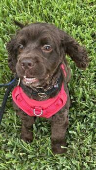 Pudge -  Cocker Spaniel Dog for Adoption in Jamestown, California - Pudge | PetCurious