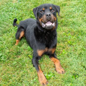 Boss -  Rottweiler Dog for Adoption in Troy, Ohio - Boss | PetCurious