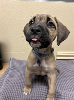 ARUBA -  Mastiff Dog for Adoption in Riverside, California - ARUBA | PetCurious
