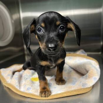 IVHS-Stray-143405 -  Chihuahua Dog for Adoption in San Gabriel, California - IVHS-Stray-143405 | PetCurious