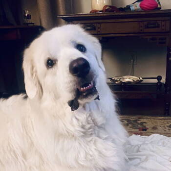 Rescue Great Pyrenees Dogs for Adoption in Garland, Texas - Lola | PetCurious