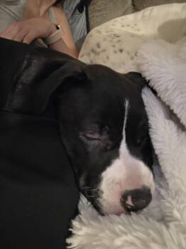 Cove -  Mixed Breed Dog for Adoption in Lincoln Park, Michigan - Cove | PetCurious