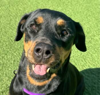 Rescue Rottweiler Dogs for Adoption in Long Beach, New York - Marley | PetCurious