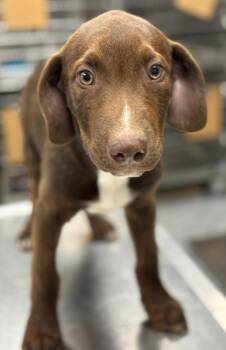 Pointer and Mixed Breed Dogs Available for Adoption - Goose | PetCurious