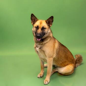 Shepherd Dogs Available for Adoption in Lawrenceville, Georgia - Pen 178 Peaches | PetCurious