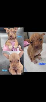 J litter boys -  Staffordshire Bull Terrier Dog for Adoption in Seaside Heights, New Jersey - J Litter Boys | PetCurious