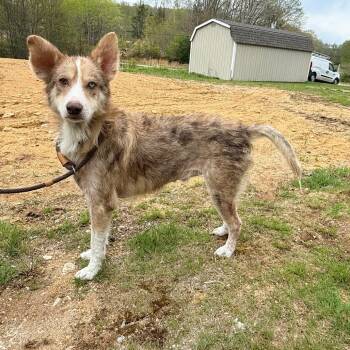 Australian Shepherd and Mixed Breed Dogs Available for Adoption in Stormville, New York - CT Auggie *Foster Me!* | PetCurious