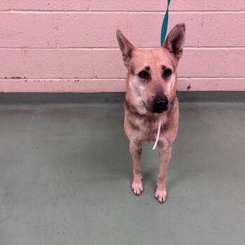 Mixed Breed Dogs Available for Adoption in Memphis, Tennessee - Madonna | PetCurious