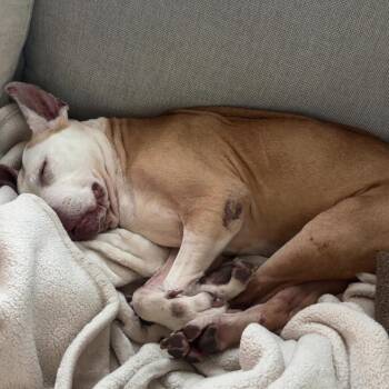 Fiona -  Pit Bull Terrier Dog for Adoption in Madison, Wisconsin - Fiona | PetCurious