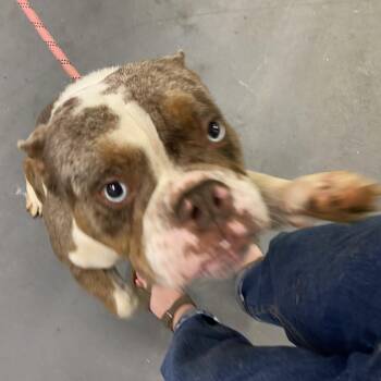 Forest -  English Bulldog Dog for Adoption in King George, Virginia - Forest | PetCurious