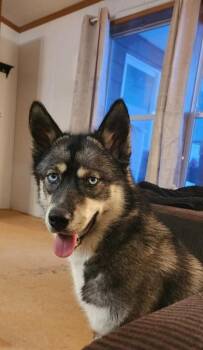 Husky Dogs Available for Adoption in Hamilton, Montana - Freya | PetCurious