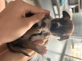 Peach -  Chihuahua and Mixed Breed Dog for Adoption in Severance, Colorado - Peach | PetCurious