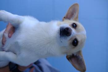 Chihuahua Dogs Available for Adoption in Winnabow, North Carolina - Desi | PetCurious