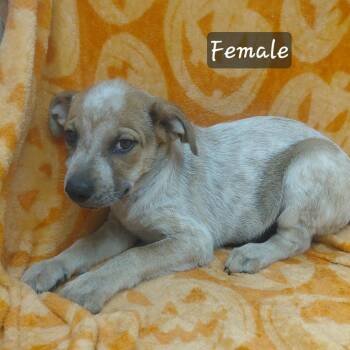 Annie -  Cattle Dog and Australian Cattle Dog Blue Heeler Dog for Adoption in New Tazewell, Tennessee - Annie | PetCurious