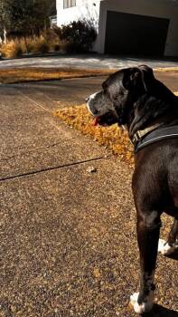 Mixed Breed Dogs Available for Adoption - Mr. Hank | PetCurious