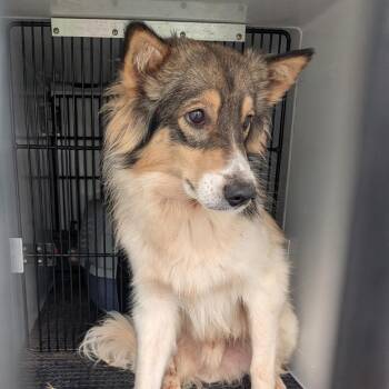 Boswell -  Collie Dog for Adoption in York, Pennsylvania - Boswell | PetCurious
