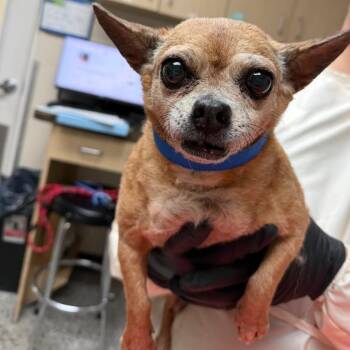 Mookie -  Chihuahua and Mixed Breed Dog for Adoption in Lakeland, Florida - Mookie | PetCurious