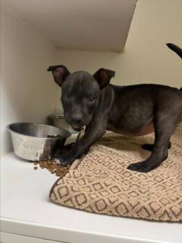 Labrador Retriever and Mixed Breed Dogs Available for Adoption in Texas City, Texas - FIGGY | PetCurious