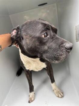 Pit Bull Terrier and Mixed Breed Dogs Available for Adoption in Houston, Texas - A655720 | PetCurious