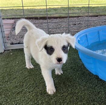 Australian Shepherd Dogs Available for Adoption in Canutillo, Texas - Uma, Trixie, Yazmin, Xavier, Zorro And Vern  (Aussie X Puppies)  | PetCurious