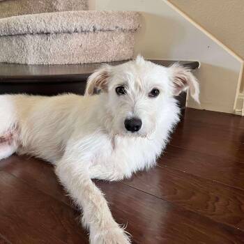 Rescue Wirehaired Terrier and Terrier Dogs for Adoption in Warren, Rhode Island - Sparky | PetCurious