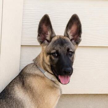 Rexx LLD -  German Shepherd Dog and Belgian Shepherd Malinois Dog for Adoption in Austin, Texas - Rexx LLD | PetCurious