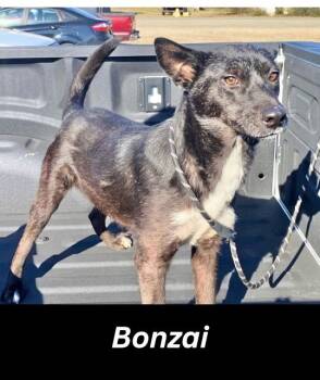 Rescue Mixed Breed Dogs for Adoption in Manchester, Connecticut - Bonzai | PetCurious