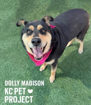 Mixed Breed Dogs Available for Adoption in Kansas City, Missouri - Dolly Madison | PetCurious