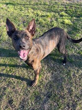 Dutch Shepherd and Mixed Breed Dogs Available for Adoption - MARGIE | PetCurious