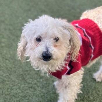 Maltese and Mixed Breed Dogs Available for Adoption in Merriam, Kansas - Benny | PetCurious