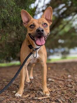 WENDY -  Pit Bull Terrier and French Bulldog Dog for Adoption in Charlotte, North Carolina - WENDY | PetCurious