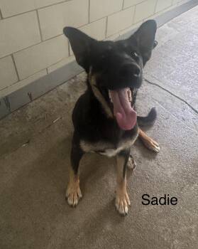 Sadie -  Shepherd Dog for Adoption in Ulster, Pennsylvania - Sadie | PetCurious