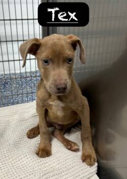 Rescue Pit Bull Terrier Dogs for Adoption in Maumelle, Arkansas - Tex | PetCurious