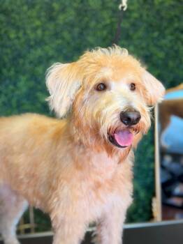 Jersey -  Goldendoodle Dog for Adoption in Riverdale, Iowa - Jersey | PetCurious