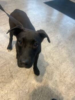 Rescue Pit Bull Terrier and Mixed Breed Dogs for Adoption in Fort Worth, Texas - 59814891 | PetCurious