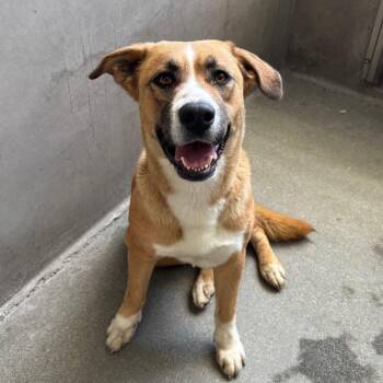 Genesis A2275442 -  Mixed Breed Dog for Adoption in Los Angeles, California - Genesis A2275442 | PetCurious