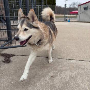 Husky Dogs Available for Adoption - Roxie | PetCurious