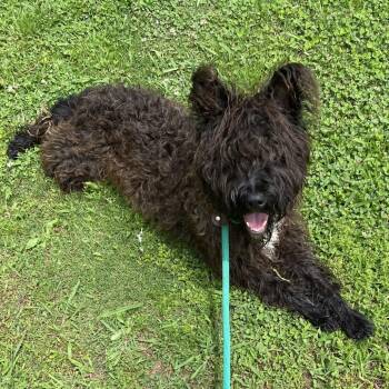Terrier Dogs Available for Adoption in Birmingham, Alabama - Cookie | PetCurious