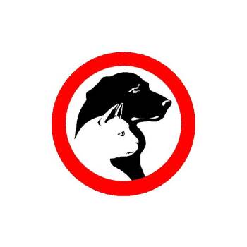 Black Labrador Retriever Dogs Available for Adoption in Chattanooga, Tennessee - Kira | PetCurious