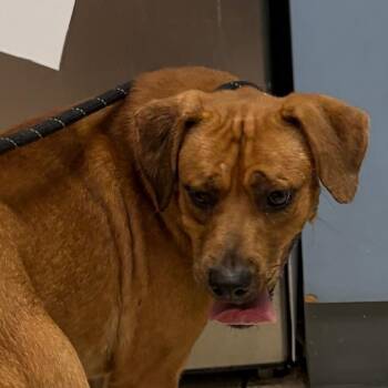 Saddle Snacks -  Mixed Breed Dog for Adoption in Charleston, West Virginia - Saddle Snacks | PetCurious