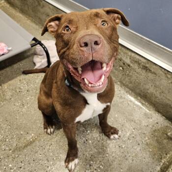 Rescue American Staffordshire Terrier Dogs for Adoption in Los Angeles, California - Rueben | PetCurious
