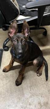 Friends Litter - Joey -  Belgian Shepherd Malinois Dog for Adoption in Imlay City, Michigan - Friends Litter - Joey | PetCurious